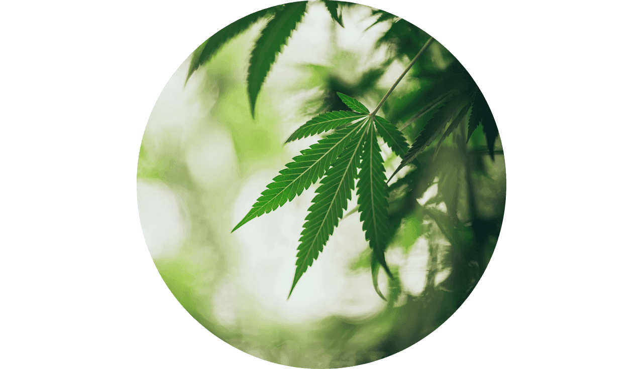 Detailaufnahme auf ein Cannabisblatt