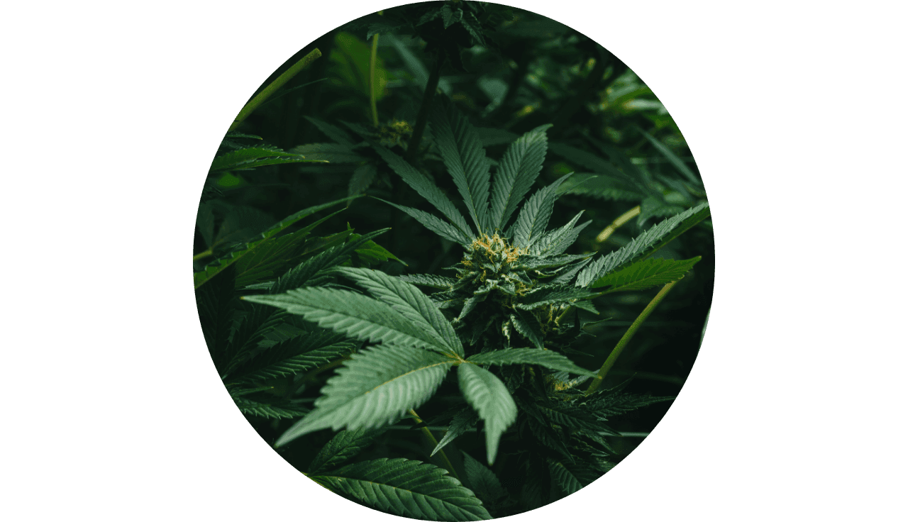 Nahaufnahme auf eine Cannbispflanze in mitten von mehreren Pflanzen